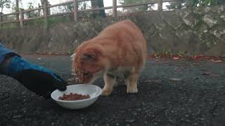 美猫のミミちゃんもバイク食堂まで来てくれました❗コロン決まりそうで決まらないミミちゃん(笑)❗お腹空いてたんだねパクパク⤴️可愛いでしょ❤️