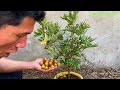 cutting and propagate longan tree with orange longan tree growing