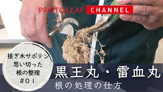 【接ぎ木サボテン思い切った根の整理#01】根の処理の仕方【黒王丸・雷血丸】