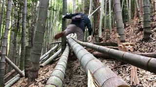 荒廃した孟宗竹林の整備3年目の夏は竹藪の中でもやっぱり暑い…2024/07/23-01