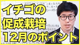 イチゴの促成栽培の12月のポイント【環境制御でいちご農家の収量アップ】