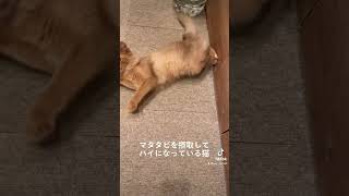 マタタビを摂取してハイになっている猫 #shorts #ねこ