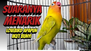 Download Mp3 Tidak Di SANGKA, Suara Burung Lovebird Ngekek Panjang ini, MENARIK Lovebird Lain Untuk Ikut BUNYI