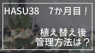 【HASU38】植物育成ライトでの植え替え後の管理方法の試行錯誤！【7か月目】