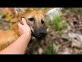 Feeding the rescued Maned Wolves (Chrysocyon brachyurus)