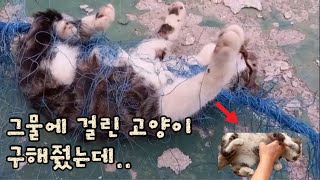 그물에 걸린 고양이 구해줬더니..