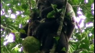 Goualougo Chimpanzee Food Sharing