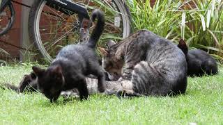 ちょろしま子猫やごろ黒子猫、5兄弟、お乳飲み終えて kitten and mother 【4K】