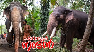 Parannur Nandan | പാറന്നൂർ നന്ദൻ | ഉത്സവപ്പറമ്പിലെ കരിയഴക് #elephant #anakatha