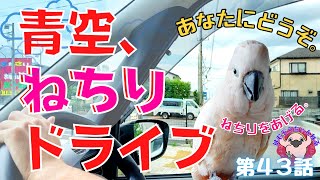 【鳥とドライブ】オオバタンとドライブに行こう！青空とねちねち求愛のねちりと大好きドライブに行くぞ！◆#４３◆羽夢蔵◆はむぞうちゃんねる◆Moluccan Cockatoo◆