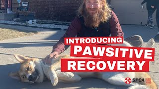 Introducing PAWsitive Recovery | Global Animal Rescue | SPCA International