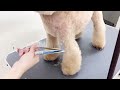 【grooming】 toy poodle ”front leg cut like boots ”　