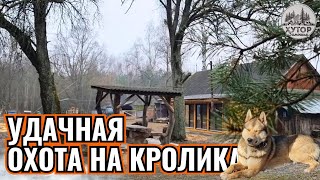 КАК ДОЖДЬ СОРВАЛ НАШИ ПЛАНЫ, НО ПРИВЕЛ К НЕОБЫЧНОЙ ОХОТЕ ЗА КРОЛИКОМ!