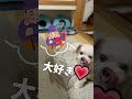 えべっさんと犬【関西弁でしゃべる犬】 731 luke returns【dog talking 】 今宮戎神社 dogshorts funnypets 犬 dog shorts