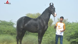 #marwaristallion MEGHRAJ Sire By Dilbagh #marwarihorse #indianhorse #horselover #deganastudfarm