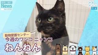 今週のワンコ・ニャンコ「ねんねん」県庁ニュース vol.536  2022/10/26 Wed.