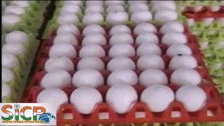 Wholesale price of egg reduced by 20 paise