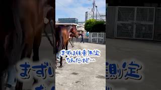 ドキドキ❗️お馬さんの体重測定‼️