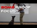 Teach Your Dog to Focus (Full Guide)