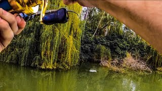 ISOLATION FISHING ( daytime topwater Murray cod! )