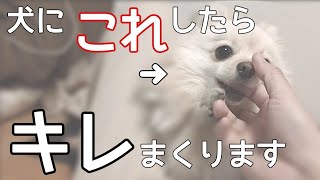 アナタは大丈夫？犬にすぐ噛まれる人の特徴【犬の飼い主】