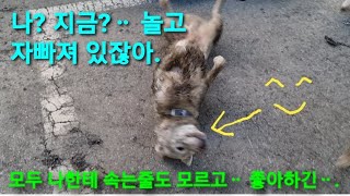 SB146 심바ᆢ사실 즐기고 있었다 고단수 심바와 보라 ㅠㅠ