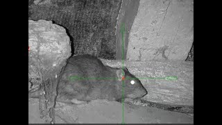 Epic Night Ratting | Rat Shooting | Weihrauch HW100 KT Hikmicro Alpex 4K.