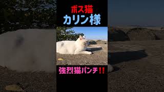 凶暴猫のカリン様‼️猫じゃらしで強烈な猫パンチ #shorts