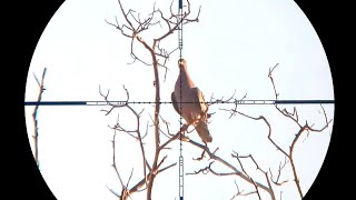 CAÇADA DE POMBA AVOANTE NA BEBIDA - airgun hunting with 18GN