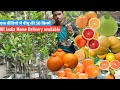 एक वीडियो में नींबू की 50+ किस्में /50 variety lemon plant In one video /All India Delivery