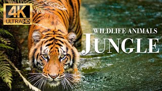 дикие животные джунглей 4k -  Замечательный фильм о дикой природе с успокаивающей музыкой