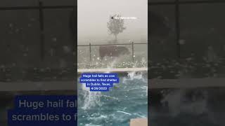 I feel sorry for the Cow!!!#hail #texas #cow #rain #brucegang #voiceover