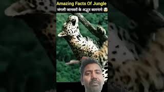 #viral_video जंगली जानवर का वीडियो वायरल| #animals #funny #duet #love #comedy #birds #cheetah