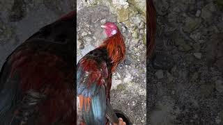 Ga kuat liat ayam ini sekarat pasca ditabrak pengendara bajingan tdk bertanggungjawab