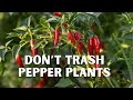 How to Make Your Pepper Plants Last for YEARS!