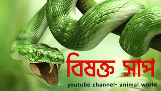 বিষাক্ত সাপ নিয়ে আমাদের যত ভুল ধারনা As many misconceptions about venomous snakes- ANIMAL World