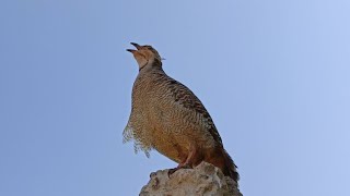 Teetar ki voice | desi teetar sound| Partridge sound