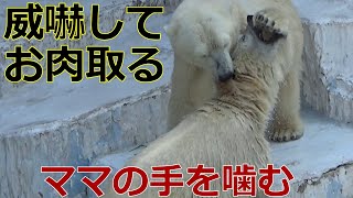 【シロクマの1分動画＃128】ママに威嚇💗お肉の取り合いシロクマの母娘【天王寺動物園】