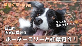 【紅葉狩り】ボーダーコリーと紅葉がきれいな両界山横蔵寺へ！見事な紅葉と可愛い愛犬の写真を撮るためにみんなで頑張りました！【みるくVlog3歳】