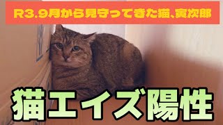 【猫】半年以上かけて保護した猫がエイズ陽性だった🐱