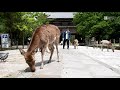 ５連休スタート・奈良公園の様子　人影はまばら、駐車場の閉鎖も