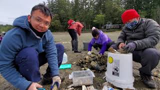 Harvesting Clams \u0026 Oysters in Belfair, Washington | Tri Nguyen