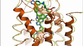 Morphing of the antagonist bound structure