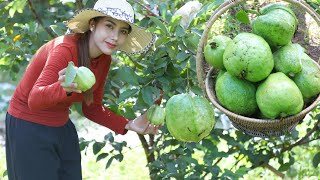 Fresh Guava fruit in my homeland and cook food recipe - Polin lifestyle