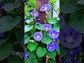 Gorgeous vines flowers #naturelovers #flowers #youtubeshorts