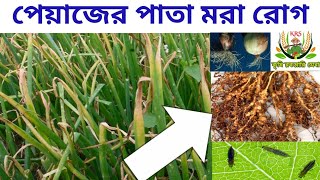 পেয়াজের আগামরা রোগের কীটনাষক |পেয়াজের আগা মরা রোগের প্রতিকার/How to Control  purple blotch of onion