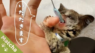 ショウガラゴを釣ってみたら...!