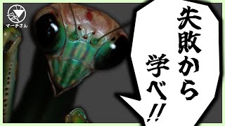 【初心者必見！】カマキリ飼育の失敗談～3選～