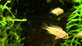 Apistogramma panduro F2