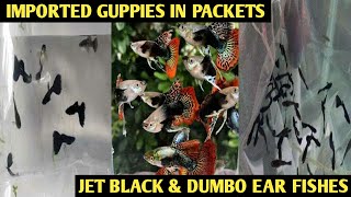 கொளத்தூர் வண்ண மீன்கள் IMPORTED JET BLACK GUPPIES AND DUMBO EAR GUPPIES, 5 PIECES AT ₹150 ONLY.